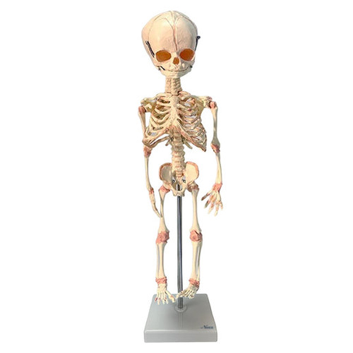 Fetal Skeleton MG36147U