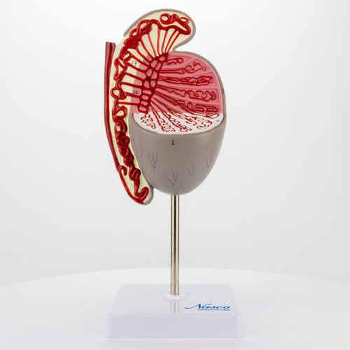 Testicle Model, 3.5X Enlarged MG31912U