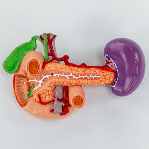 Kidneys with Posterior Abdominal Organs Model, 3 Parts MG40892U