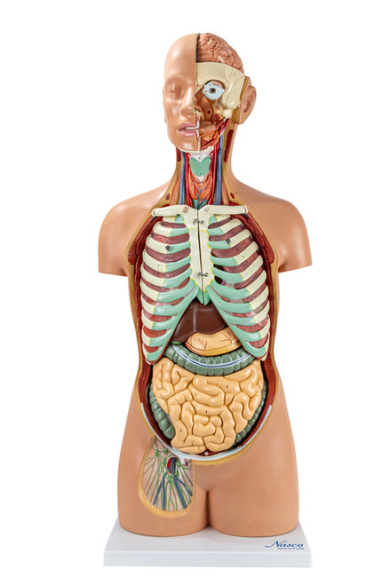 Classic Unisex Torso with Opened Neck & Back Model, 17 Parts MG31995U