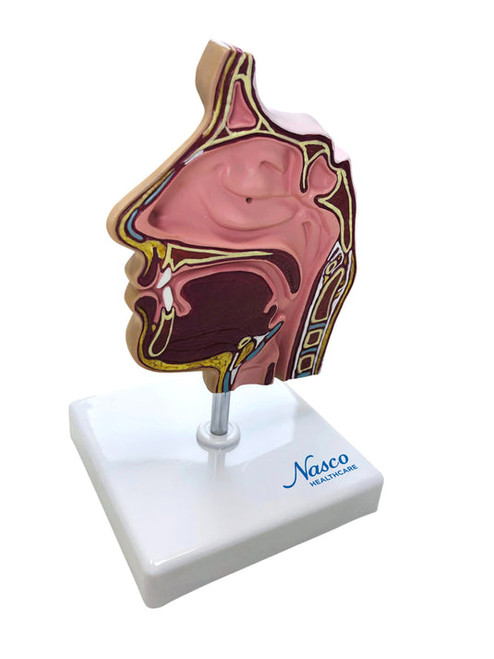 Nasal Sinus Cross Section Model MG38417U