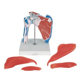 HUMAN SHOULDER JOINT WITH ROTATOR CUFF, 5 Parts MG42797U
