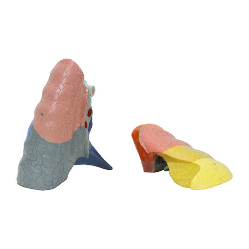 Thoracic Cavity Model, 16 Parts MG36904U