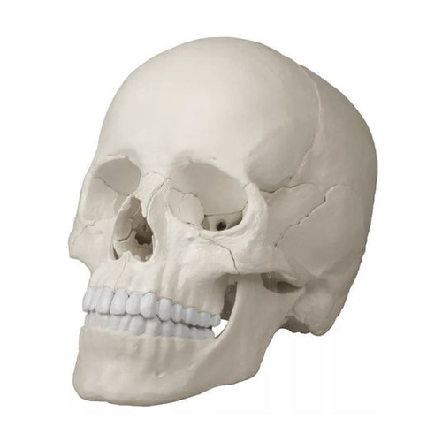 Anatomical Skull Model, 22-Part MG7389U