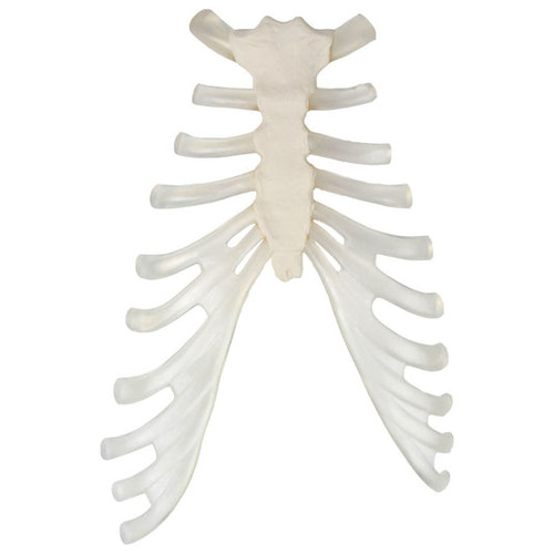 Disarticulated Ribs, Single Side, Set of 12 MG8627U