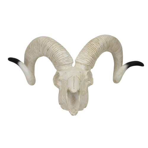 Sheep Skull Model MG7393U