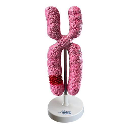 Chromosome Model, 10,000X Enlarged MG7455U