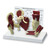 Mini-Muscled Joint Set [SKU: SB47324]

Set of 4 reduced size (approx. 50% of regular models) joint models of the hip, elbow, shoulder, and knee.