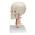 BONElike™ Human Skull Model, anatomical models, medical supplies, medical training supplies, skill models