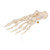 Human Foot Skeleton, Loosely Threaded on Nylon String- 3B Smart Anatomy, anatomical models, medical training, human skeleton