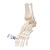 Human Foot & Ankle Skeleton, Wire Mounted - 3B Smart Anatomy, 3b scientific, anatomical models, medical training supplies and equipment