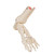 foot skeleton models, medical training supplies