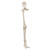 Leg Skeleton, anatomical models, skeletons, medical training, medical supplies canada