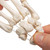 Hand skeleton model is perfect for any doctor office or classroom.  Unfortunately it is not possible to specify left or right version, you will randomly receive a left or right sided model. However this may be possible for large quantities, please call us for further details.