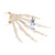 Hand skeleton model is perfect for any doctor office or classroom.  Unfortunately it is not possible to specify left or right version, you will randomly receive a left or right sided model. However this may be possible for large quantities, please call us for further details.
