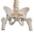 Our most popular spine model for patient and student education is also our most affordable spine model. This spine is fully flexible and designed for hands-on demonstrations. The spine contains these features: