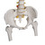 This spine model is the last spine you will ever need! Specially mounted on a flexible core, adding extra stability to the spine. Ideal for active and hands on use, this spine is great in schools or in a doctor's office for patient education. This spine is extremely durable and an excellent value!