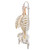 This stand works great for 3B Scientific spines and hanging skeleton models! Stand measures 34 inches tall on a 9.5 inch square base