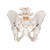 Human Pelvis Skeleton Model - 3B Smart Anatomy, pelvis skeleton model, anatomical models, medical supplies canada