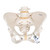 Human Pelvis Skeleton Model - 3B Smart Anatomy, pelvis skeleton model, anatomical models, medical supplies canada