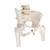 Human Pelvis Skeleton Model, Female with Movable Femur Heads - 3B Smart Anatomy