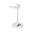 This is a realistic replica of the human hyoid bone. The hyoid bone comes mounted on a non-removable stand for easy display. Use the hyoid bone for detailed anatomy study.