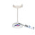 This is a realistic replica of the human hyoid bone. The hyoid bone comes mounted on a non-removable stand for easy display. Use the hyoid bone for detailed anatomy study.