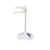 This is a realistic replica of the human hyoid bone. The hyoid bone comes mounted on a non-removable stand for easy display. Use the hyoid bone for detailed anatomy study.