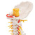 This real life replica of the anatomy of the cervical spinal column is a high quality model. Consisting of, occipital plate, the 7 cervical vertebrae with intervertebral discs, cervical nerves, vertebral arteries and spinal cord. The cervical spinal column is delivered on a stand.