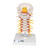 This real life replica of the anatomy of the cervical spinal column is a high quality model. Consisting of, occipital plate, the 7 cervical vertebrae with intervertebral discs, cervical nerves, vertebral arteries and spinal cord. The cervical spinal column is delivered on a stand.