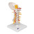 This real life replica of the anatomy of the cervical spinal column is a high quality model. Consisting of, occipital plate, the 7 cervical vertebrae with intervertebral discs, cervical nerves, vertebral arteries and spinal cord. The cervical spinal column is delivered on a stand.