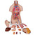 This 14 part anatomically correct human torso model is an educational tool of true quality. The unisex torso is hand-painted true to detail and made of high-quality plastic. This classic torso was developed and modeled in Germany. Whether you are student studying human anatomy in a biology classroom or a doctor explaining something to a patient, this human torso model is a valuable tool.