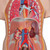 This 16 part anatomically correct human torso is an educational tool of true quality. The unisex human torso model is hand-painted true to detail and made of high-quality plastic. This classic torso was developed and modeled in Germany. Whether you are a student studying human anatomy in a biology classroom or a doctor explaining something to a patient, this human torso is a valuable tool. This model of a human torso is especially popular among students.