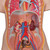 This 16 part anatomically correct human torso is an educational tool of true quality. The unisex human torso model is hand-painted true to detail and made of high-quality plastic. This classic torso was developed and modeled in Germany. Whether you are a student studying human anatomy in a biology classroom or a doctor explaining something to a patient, this human torso is a valuable tool. This model of a human torso is especially popular among students.