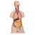 All the organs in this human torso are hand painted for a quality product. This great human anatomy educational tool and makes learning the location of the human organs easy. It is also supplied with the 3B Torso Guide.