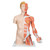 All the organs in this human torso are hand painted for a quality product. This great human anatomy educational tool and makes learning the location of the human organs easy. It is also supplied with the 3B Torso Guide.