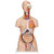 All the organs in this human torso are hand painted for a quality product. This great human anatomy educational tool and makes learning the location of the human organs easy. It is also supplied with the 3B Torso Guide.