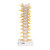 This spinal replica consists of the 12 thoracic vertebrae with intervertebral discs, thoracic nerves and spinal cord. This quality thoracic spinal column is affordable and anatomically correct. Spinal column delivered on flexible stand.