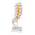 The human lumbar spinal column Consists of the 5 lumbar vertebrae with intervertebral discs, sacrum with flap, coccyx, spinal nerves and dura mater of spinal cord. This high quality spinal replica has accurate anatomical detail for use in any anatomy classroom. The lumbar spinal column is delivered on a removable high quality stand.