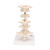 Consisting of atlas, axis, another cervical vertebra, two thoracic vertebrae with inter-vertebral discs and one lumbar vertebra. On stand, removable.