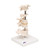 Consisting of atlas, axis, another cervical vertebra, two thoracic vertebrae with inter-vertebral discs and one lumbar vertebra. On stand, removable.