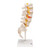 The lumbar model includes a prolapsed inter-vertebral disc between the 3rd and 4th lumbar vertebrae. This high quality anatomical model of the lumbar spinal column is delivered on removable stand.