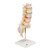 The lumbar model includes a prolapsed inter-vertebral disc between the 3rd and 4th lumbar vertebrae. This high quality anatomical model of the lumbar spinal column is delivered on removable stand.