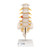 The lumbar model includes a prolapsed inter-vertebral disc between the 3rd and 4th lumbar vertebrae. This high quality anatomical model of the lumbar spinal column is delivered on removable stand.