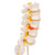 The lumbar model includes a prolapsed inter-vertebral disc between the 3rd and 4th lumbar vertebrae. This high quality anatomical model of the lumbar spinal column is delivered on removable stand.