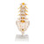 The lumbar model includes a prolapsed inter-vertebral disc between the 3rd and 4th lumbar vertebrae. This high quality anatomical model of the lumbar spinal column is delivered on removable stand.