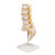 Medical supplies Canada, online anatomical models and equipment