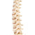 This anatomical replica of the human spine is a flexible, mounted, true-to-life model of the human vertebral column in excellent BONElike™ quality. The spine is an original reproduction of all anatomical details, based on real weight. The spinal column model consists of the male pelvis and occipital bone. Occipital bone and atlas can be detached individually from the spine. This vertebral column is delivered without stand, see A59/8.