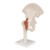 This life size functional hip joint model clearly shows the anatomy and mechanics of the human hip joint. This fully flexible hip joint demonstrates abduction, anteversion, retroversion and internal/external rotation. This high quality functional joint consists of portion of femur, hip bone and joint ligaments. Comes on a stand for easy display in the classroom or doctors office.