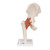 This life size functional hip joint model clearly shows the anatomy and mechanics of the human hip joint. This fully flexible hip joint demonstrates abduction, anteversion, retroversion and internal/external rotation. This high quality functional joint consists of portion of femur, hip bone and joint ligaments. Comes on a stand for easy display in the classroom or doctors office.